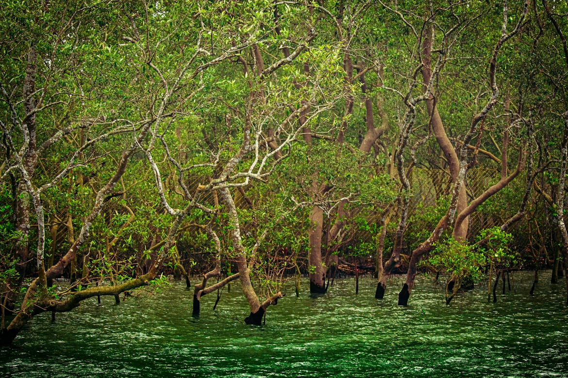 Kolkata & Sundarbans Delta Expedition