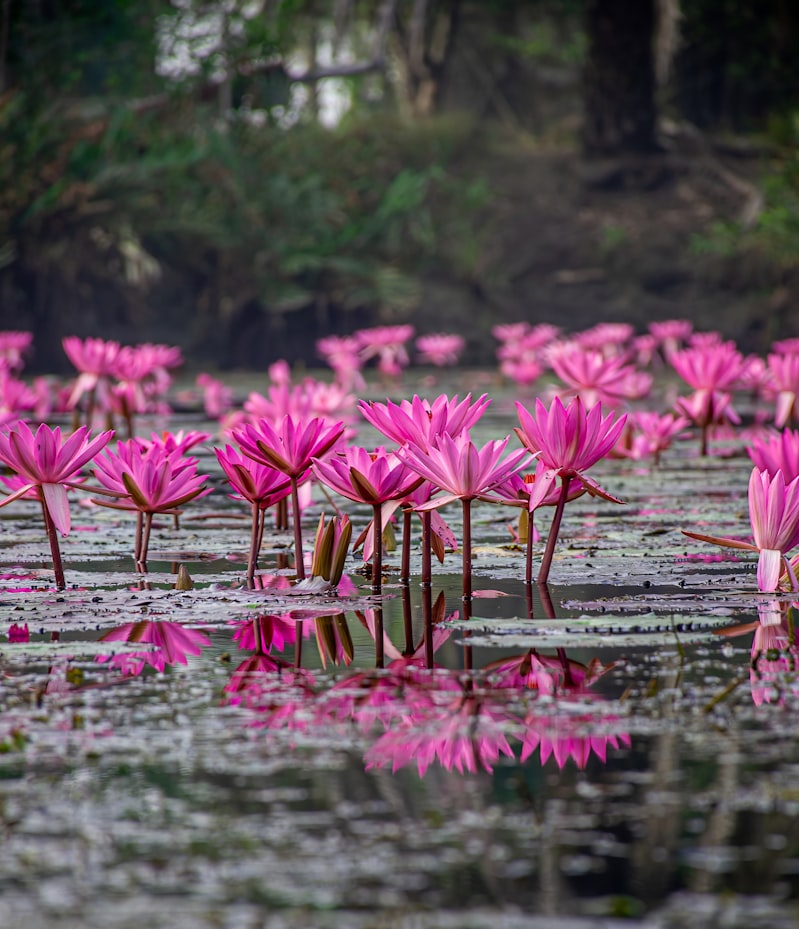 Kolkata & Sundarbans Delta Expedition