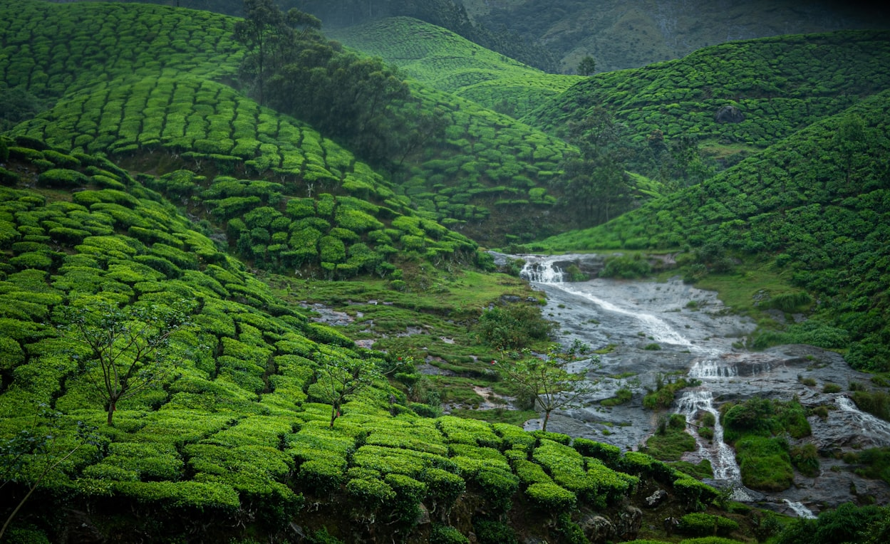 Munnar & Wayanad Kerala Highlands