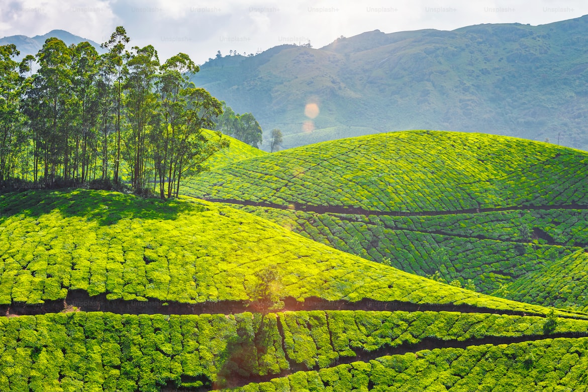 Munnar & Wayanad Kerala Highlands