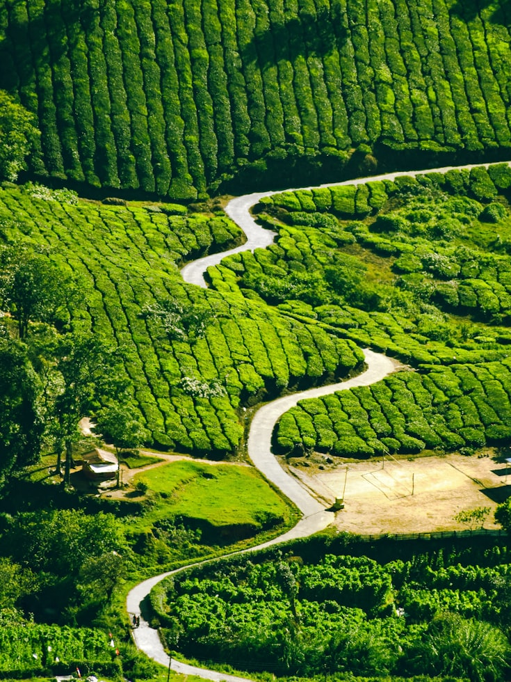 Munnar & Wayanad Kerala Highlands