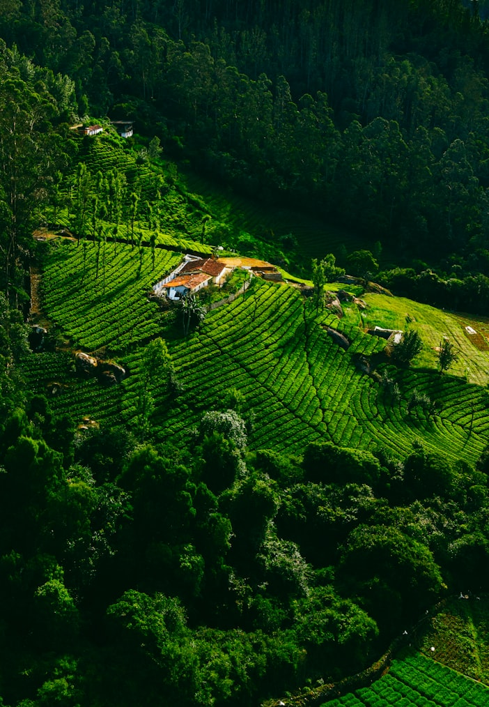 Ooty & Coonoor Nilgiri Mountain Escape