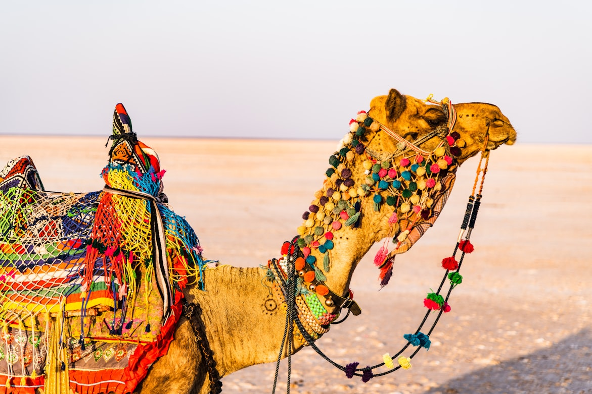 Rann of Kutch Salt Desert Adventure