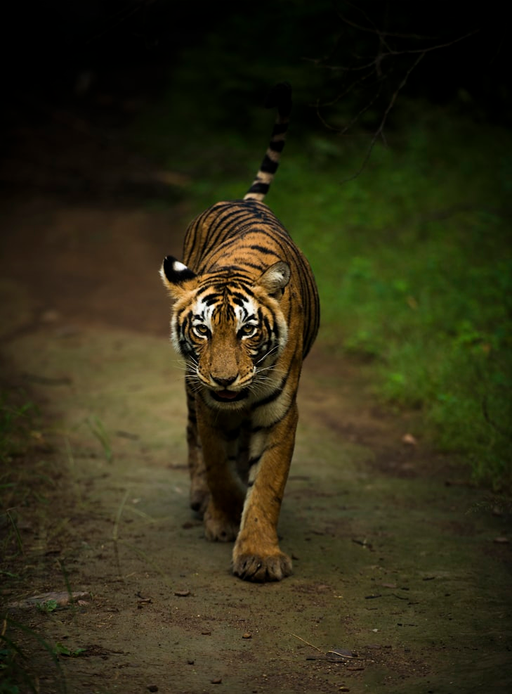 Ranthambore Royal Tiger Safari