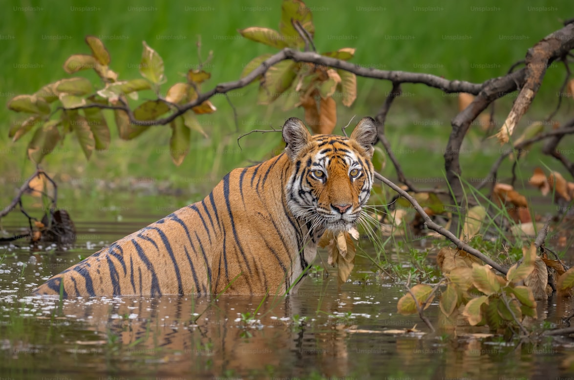 Ranthambore Royal Tiger Safari